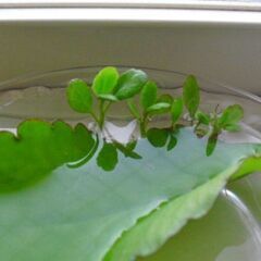 時期的にそろそろ終了します☺️　マザーリーフ　子宝草　セイロンベンケイソウ　１枚の画像