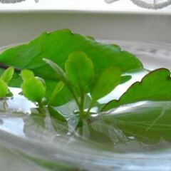 時期的にそろそろ終了します☺️　マザーリーフ　子宝草　セイロンベンケイソウ　１枚の画像