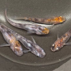 🐟あけぼの三色 メダカ🐟♂3♀2  計5匹 写真現物  の画像