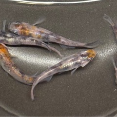 🐟あけぼの三色 メダカ🐟♂3♀2  計5匹 写真現物  の画像