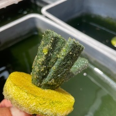 🐟ミックスメダカ10匹以上の画像