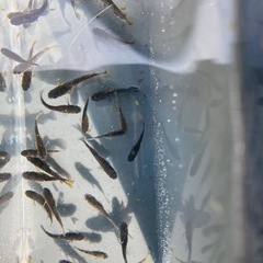オランジェ　メダカ５匹の画像