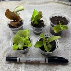 ビカクシダ