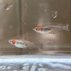 🐟烏城紅白🐟トリオ♂1♀2+おまけ
  写真現物 透明鱗三色の画像