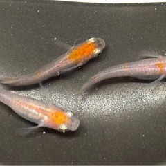 🐟烏城紅白🐟トリオ♂1♀2+おまけ
  写真現物 透明鱗三色の画像