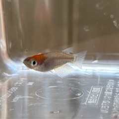 🐟烏城紅白🐟トリオ♂1♀2+おまけ
  写真現物 透明鱗三色の画像