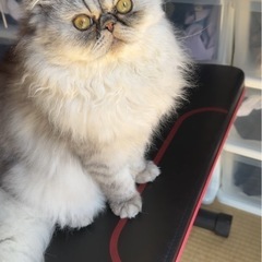 ミヌエット