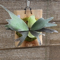 【観葉植物】ビカクシダ ウィリンキー ムーンライト P. willinckii 'Moonlight'の画像