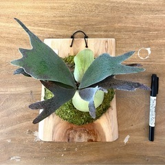 【観葉植物】ビカクシダ ウィリンキー ムーンライト P. wil...
