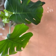 観葉植物モンステラ