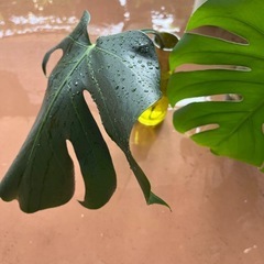 観葉植物モンステラの画像