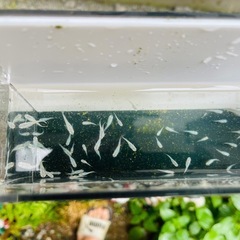 メダカ　深海(ダルマ因子あり)
の画像