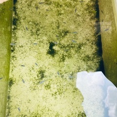 メダカ　深海(ダルマ因子あり)
の画像
