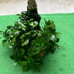 アヌビアス・ナナの画像