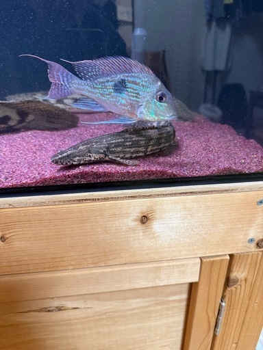 ギニア産　ビキールラプラディ