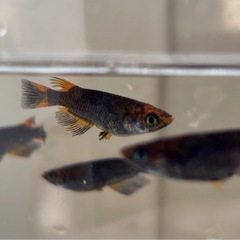 🐟五式typeR GOD   メダカ 4ペア+1匹 計9匹🐟写真現物の画像