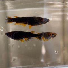 🐟五式typeR GOD   メダカ 4ペア+1匹 計9匹🐟写真現物の画像