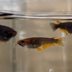 🐟五式typeR GOD   メダカ 4ペア+1匹 計9匹🐟写真現物の画像