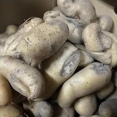 訳ありじゃがいも　約10kgの画像