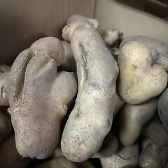 訳ありじゃがいも　約10kgの画像