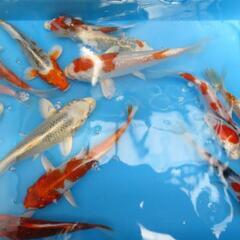 受付休止中【商談中】錦鯉3,4匹＋金魚2,3匹