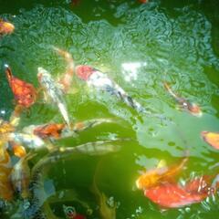 受付休止中【商談中】錦鯉3,4匹＋金魚2,3匹の画像