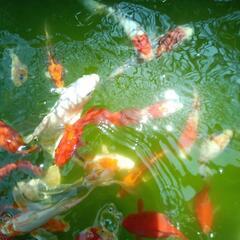 受付休止中【商談中】錦鯉3,4匹＋金魚2,3匹の画像