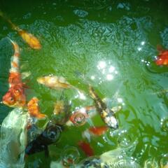 受付休止中【商談中】錦鯉3,4匹＋金魚2,3匹の画像