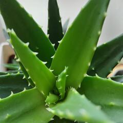 アロエ　不夜城　観葉植物　鉢込みの画像