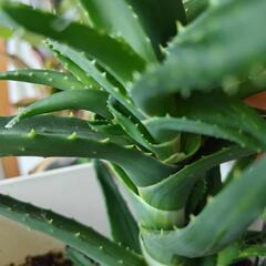 アロエ　不夜城　観葉植物　鉢込みの画像
