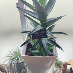 アロエ　不夜城　観葉植物　鉢込み