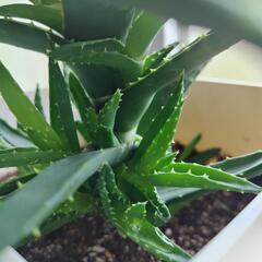 アロエ　不夜城　観葉植物　鉢込みの画像