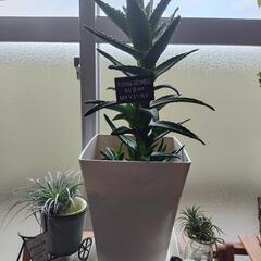 アロエ　不夜城　観葉植物　鉢込みの画像