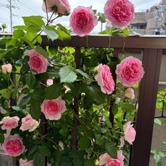 バラ アミロマンティカ の画像