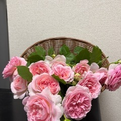 バラ アミロマンティカ の画像