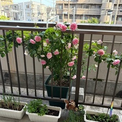 バラ アミロマンティカ の画像
