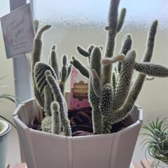 バニーカクタス　サボテン　観葉植物　鉢込み
