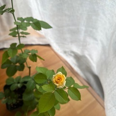 切バラの挿し木2年目中苗(4号)の画像