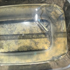 メダカ　レクリス　4匹の画像