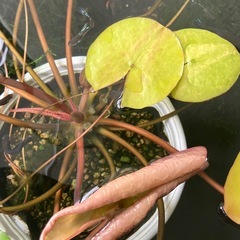 ミックスグッピーの画像