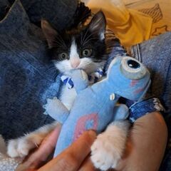 野良猫の子猫