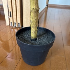【ニトリ】フェイクグリーン(ウンベラータ)の画像