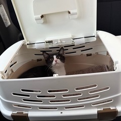ハチワレ(3ヶ月くらい)
