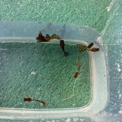 ミックスグッピーの画像