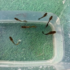 ミックスグッピーの画像