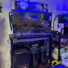 海水魚　飼育セット一式　引取り限定　東京荒川区 水槽セット【海水魚】 (おやびん) 健軍町のその他の中古あげます