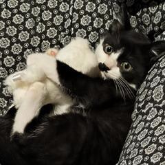 メス猫　生後2〜3ヶ月くらい
