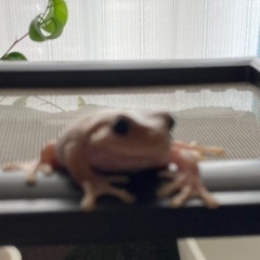 イエアメガエル　エクリプスアイ　オス？