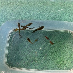 ミックスグッピーの画像