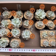 【多肉植物】白牡丹の画像
